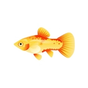 Pineapple Platy